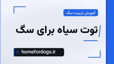 توت سیاه برای سگ