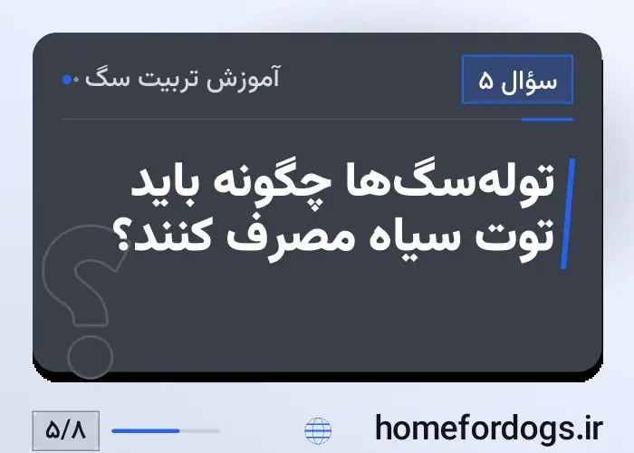 توله‌سگ‌ها چگونه باید توت سیاه مصرف کنند؟