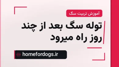 توله سگ بعد از چند روز راه میرود