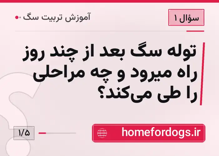 توله سگ بعد از چند روز راه میرود و چه مراحلی را طی می‌کند؟
