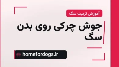 جوش چرکی روی بدن سگ