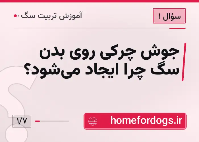 جوش چرکی روی بدن سگ چرا ایجاد می‌شود؟