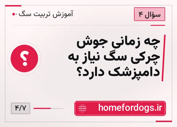چه زمانی جوش چرکی سگ نیاز به دامپزشک دارد؟