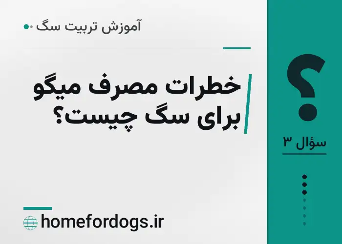 خطرات مصرف میگو برای سگ چیست؟