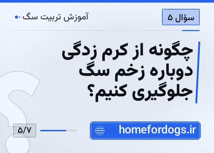 چگونه از کرم زدگی دوباره زخم سگ جلوگیری کنیم؟