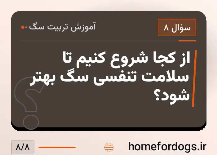 از کجا شروع کنیم تا سلامت تنفسی سگ بهتر شود؟