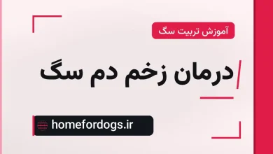 درمان زخم دم سگ