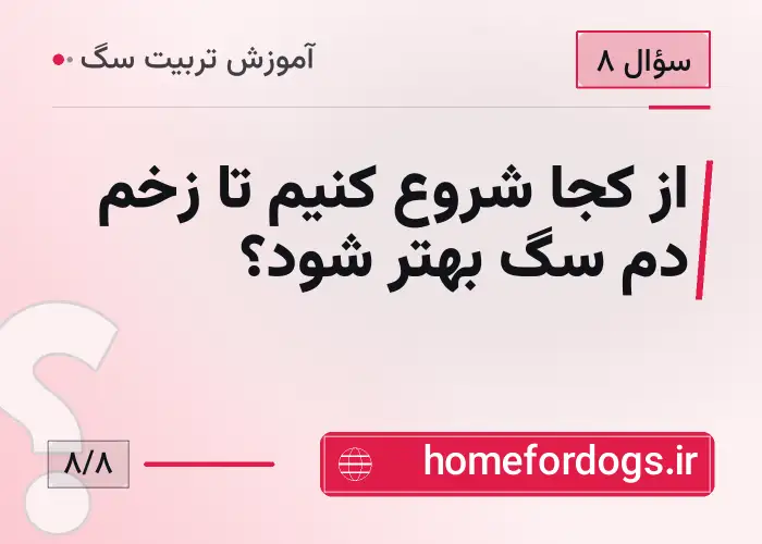 از کجا شروع کنیم تا زخم دم سگ بهتر شود؟