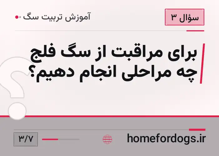 برای مراقبت از سگ فلج چه مراحلی انجام دهیم؟