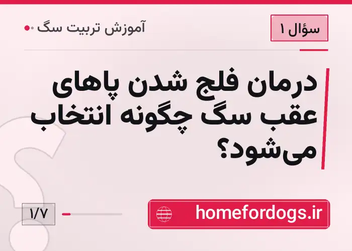 درمان فلج شدن پاهای عقب سگ چگونه انتخاب می‌شود؟