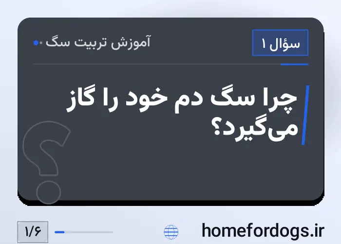 چرا سگ دم خود را گاز می‌گیرد؟