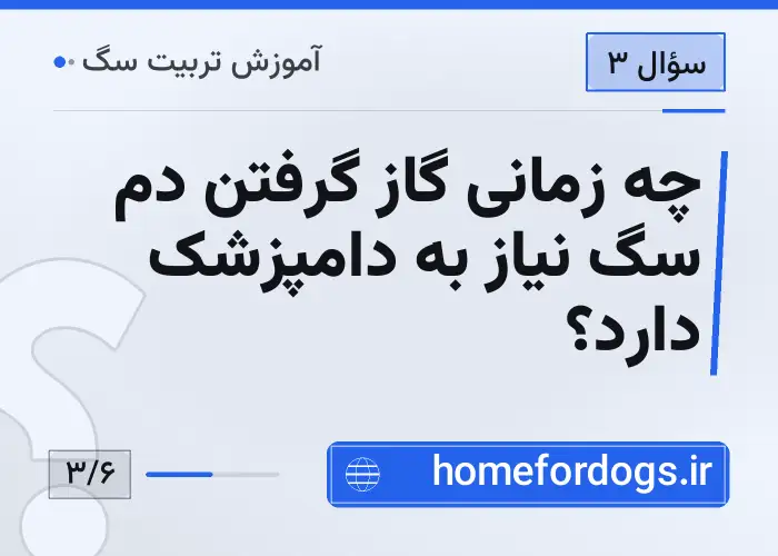 چه زمانی گاز گرفتن دم سگ نیاز به دامپزشک دارد؟