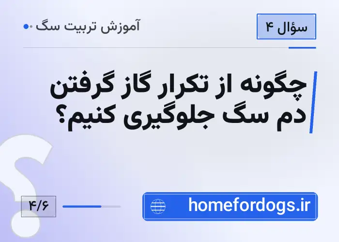 چگونه از تکرار گاز گرفتن دم سگ جلوگیری کنیم؟