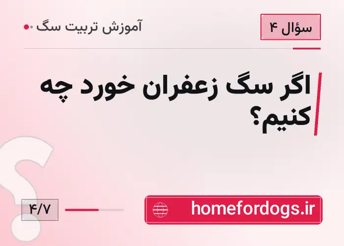 اگر سگ زعفران خورد چه کنیم؟