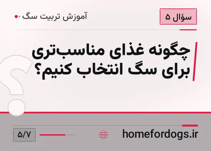 چگونه غذای مناسب‌تری برای سگ انتخاب کنیم؟