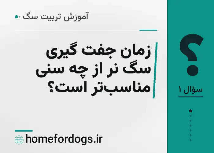 زمان جفت گیری سگ نر از چه سنی مناسب‌تر است؟