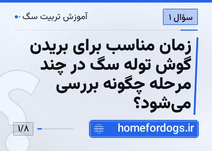 زمان مناسب برای بریدن گوش توله سگ در چند مرحله چگونه بررسی می‌شود؟