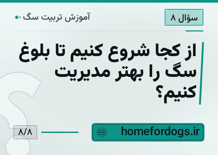 از کجا شروع کنیم تا بلوغ سگ را بهتر مدیریت کنیم؟
