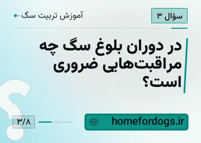 در دوران بلوغ سگ چه مراقبت‌هایی ضروری است؟