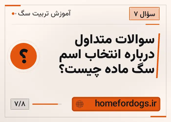 سوالات متداول درباره انتخاب اسم سگ ماده چیست؟