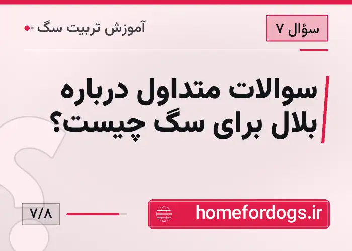 سوالات متداول درباره بلال برای سگ چیست؟