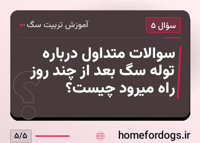 سوالات متداول درباره توله سگ بعد از چند روز راه میرود چیست؟
