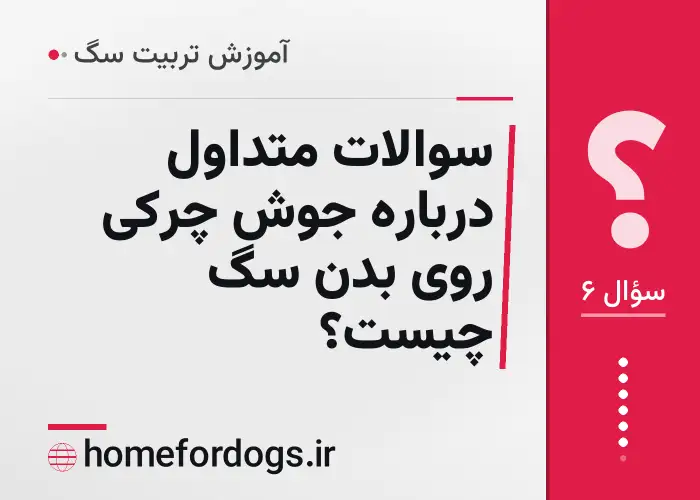 سوالات متداول درباره جوش چرکی روی بدن سگ چیست؟