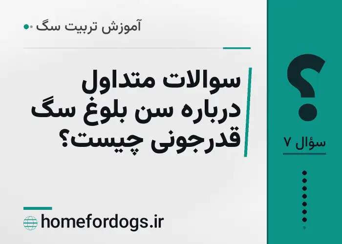 سوالات متداول درباره سن بلوغ سگ قدرجونی چیست؟
