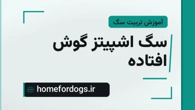 سگ اشپیتز گوش افتاده