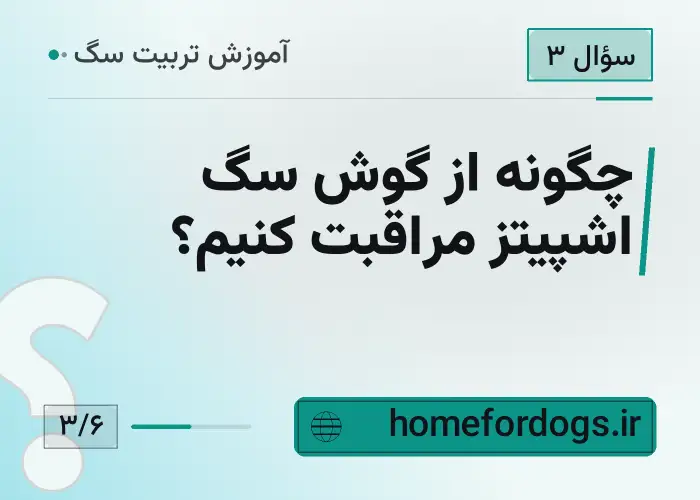 چگونه از گوش سگ اشپیتز مراقبت کنیم؟
