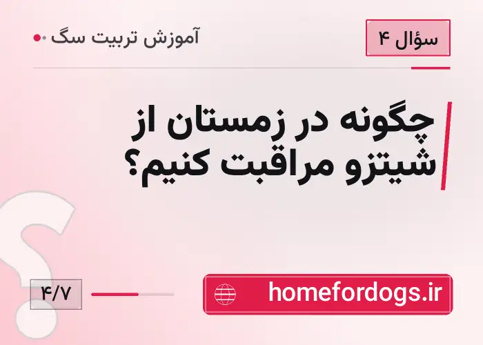 چگونه در زمستان از شیتزو مراقبت کنیم؟