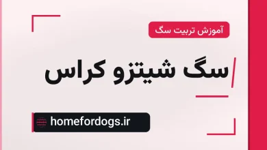 سگ شیتزو کراس