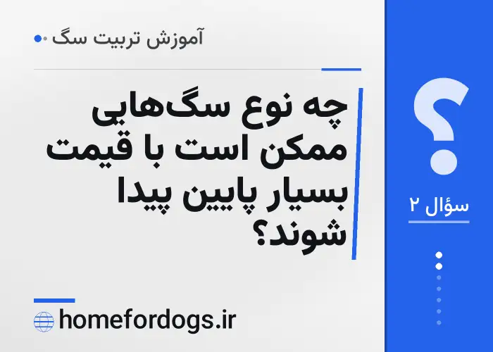 چه نوع سگ‌هایی ممکن است با قیمت بسیار پایین پیدا شوند؟