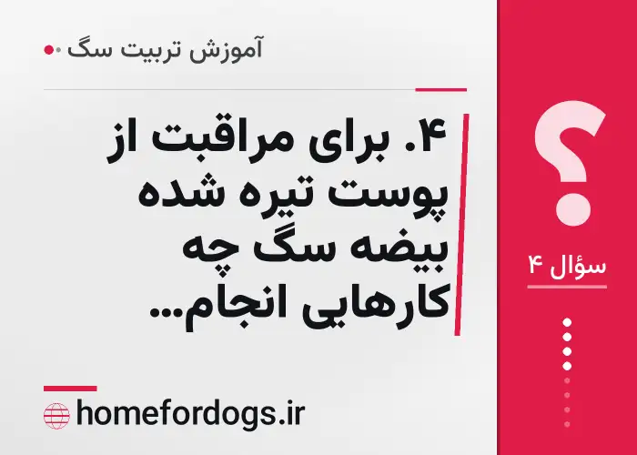 ۴. برای مراقبت از پوست تیره شده بیضه سگ چه کارهایی انجام دهیم؟