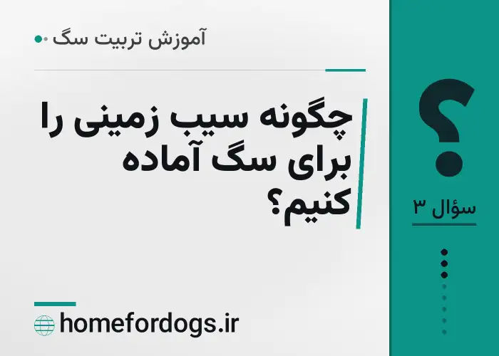 چگونه سیب زمینی را برای سگ آماده کنیم؟