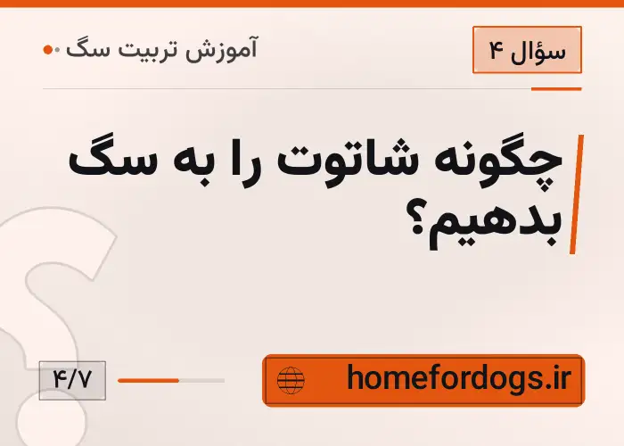 چگونه شاتوت را به سگ بدهیم؟