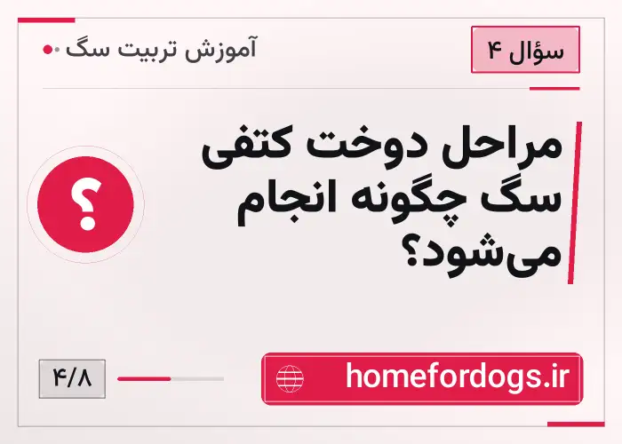 مراحل دوخت کتفی سگ چگونه انجام می‌شود؟