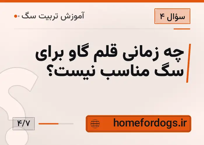 چه زمانی قلم گاو برای سگ مناسب نیست؟