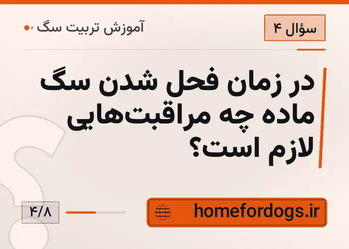 در زمان فحل شدن سگ ماده چه مراقبت‌هایی لازم است؟