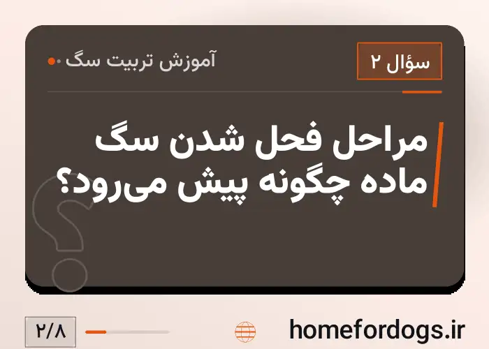 مراحل فحل شدن سگ ماده چگونه پیش می‌رود؟