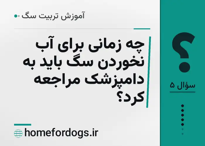چه زمانی برای آب نخوردن سگ باید به دامپزشک مراجعه کرد؟