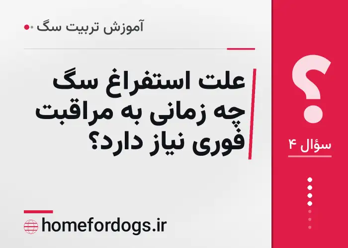 علت استفراغ سگ چه زمانی به مراقبت فوری نیاز دارد؟