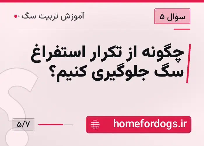 چگونه از تکرار استفراغ سگ جلوگیری کنیم؟