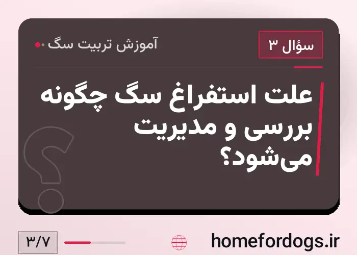 علت استفراغ سگ چگونه بررسی و مدیریت می‌شود؟