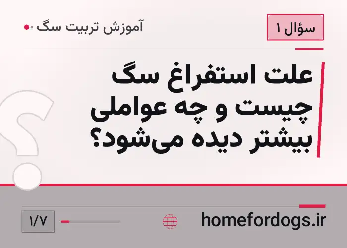 علت استفراغ سگ چیست و چه عواملی بیشتر دیده می‌شود؟