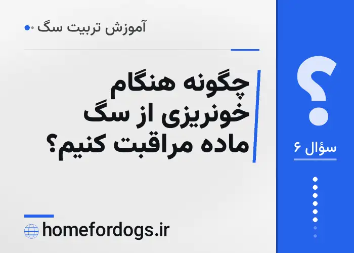 چگونه هنگام خونریزی از سگ ماده مراقبت کنیم؟