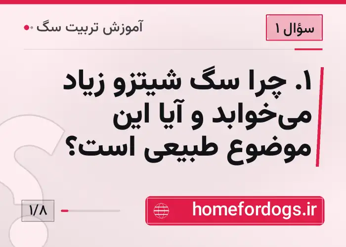 ۱. چرا سگ شیتزو زیاد می‌خوابد و آیا این موضوع طبیعی است؟