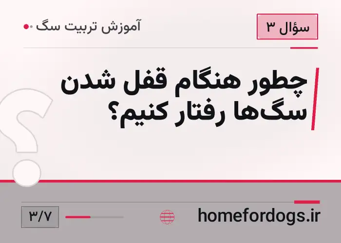 چطور هنگام قفل شدن سگ‌ها رفتار کنیم؟