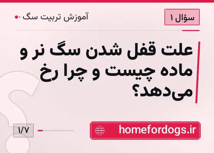 علت قفل شدن سگ نر و ماده چیست و چرا رخ می‌دهد؟
