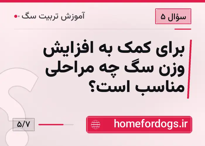 برای کمک به افزایش وزن سگ چه مراحلی مناسب است؟